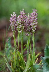 Anacamptis coriophora, bug orchid, Orchis coriophora ssp fragans, Andalusia, Spain.