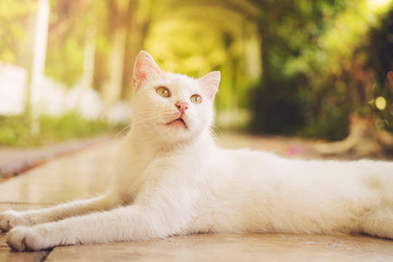 White cat, green garden, big cat in the garden.