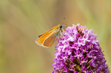 Essex skipper , butterfly feeding on a Pyramidal orchid, Anacamptis pyramidalis, Andalusia, Spain