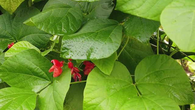 Phaseolus coccineus, also known as runner bean.