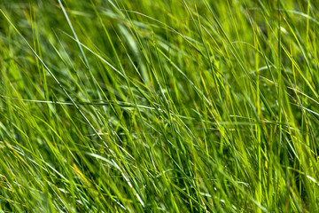Obraz premium Grass photographed at close range. The grass is lit by the sun.