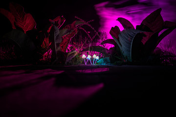 Fantasy glowing mushrooms in mystery dark forest close-up. Beautiful macro shot of magic mushroom or three souls lost in avatar forest. Fairy lights on background with fog