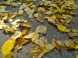 Yellow and dry fallen leaves on the ground. Autumn leaf fall. Thoughts of old age, wilting, loneliness, sadness and despondency. The concept of past youth and nostalgia.