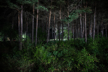 magical lights sparkling in mysterious forest at night. Pine forest with strange light