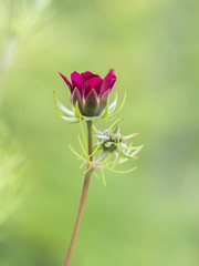 Obraz premium Cosmos Flower Bud Ready to Bloom
