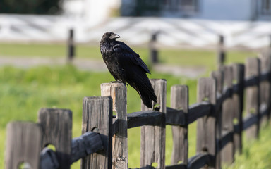 Common Raven Perching on a Fence  in Alaska