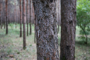 Bark of Pine Tree close up. Beautiful pine forest at summer time.