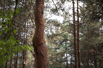 Fototapeta premium Bark of Pine Tree close up. Beautiful pine forest at summer time.