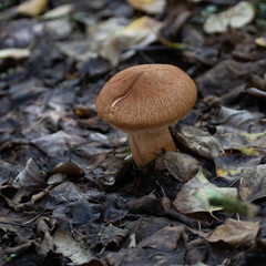 Brown Mushroom in Alaska