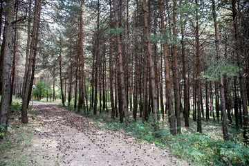 Forest landscape.Beautiful forest nature. Tall old pine trees. Summer sunny day.