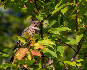 Yellow-shafted Northern Flicker Eating Chokecherries