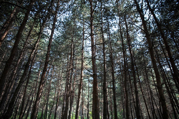 Bark of Pine Tree close up. Beautiful pine forest at summer time.