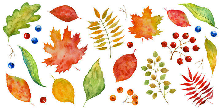 Watercolor  autumn leaves and berries. Set of season plants. Hand drawn paint texture. 