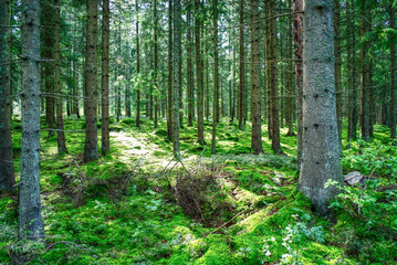 Thick Forest with sun shining though