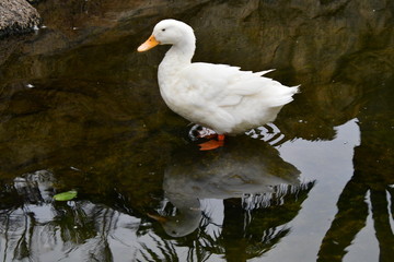 PATO