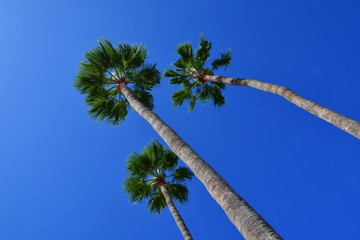 PALMERAS