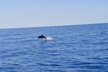 Fototapeta premium DELFÍN