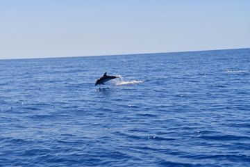 Fototapeta premium DELFÍN