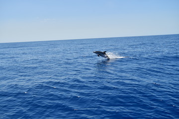 Fototapeta premium DELFIN