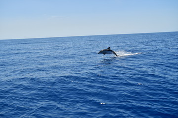 Fototapeta premium DELFÍN