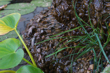 Beautiful plants by the pond, surrounded by stone in the summer. Macro