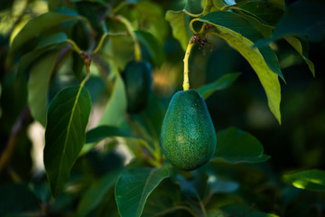 avocados growing on tree in orchard, mexicola avocado on tree, green fruit, green leaves, young tree bearing fruit, ripening avocado on tree, mexicola avocado turning black