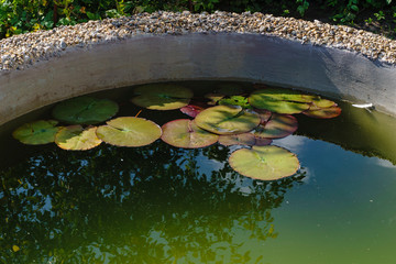 water lily in a pond