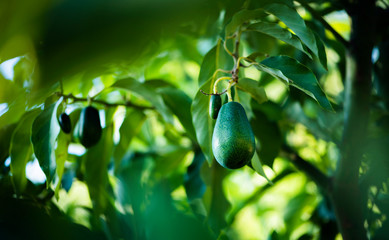avocados growing on tree in orchard, mexicola avocado on tree, green fruit, green leaves, young tree bearing fruit, ripening avocado on tree, mexicola avocado turning black