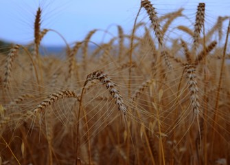 Fototapeta premium ears of wheat