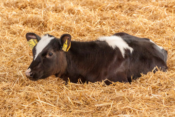 Calf on a farm in a straw
