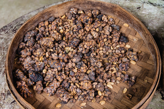 Raw kopi luwak coffee beans. Bali, Indonesia.