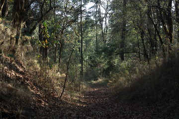 El Cipres Nanacamilpa Tlaxcala. 