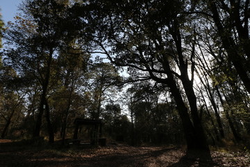 Obraz premium El Cipres Nanacamilpa Tlaxcala. 