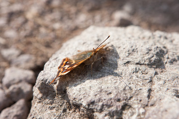 Moth on stone.