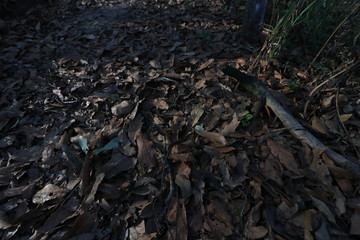 Obraz premium El Cipres Nanacamilpa Tlaxcala. 