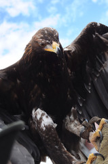 Golden Eagle (Aquila chrysaetos) portrait