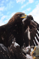 Golden Eagle (Aquila chrysaetos) Portrait