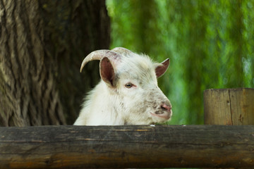 funny white goat smiling farming animal portrait looking at camera above wooden fence frame and asking about food, unfocused bokeh natural background 