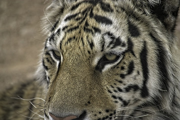 Bengal Tiger. Closeup of head and looking left.
