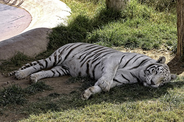 White Bengal Tiger. Laying on ground. Full body shot.