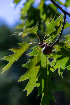 015-acorn-ankeny-30aug19-08x12-008-500-3077