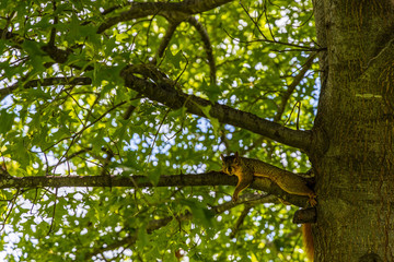 lazy squirrel on tree