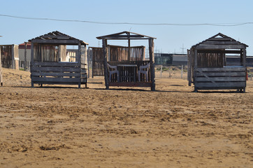 Obraz premium Old arbors on the beach