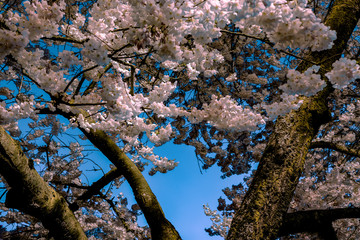 Cherry Blossoms in a tree against a deep blue sky