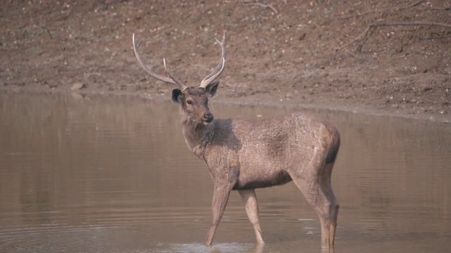 180p slow motion side view of a sambar standing in a waterhole at tadoba ahdhari tiger reserve in india
