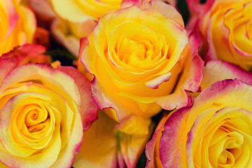 Fototapeta na wymiar Yellow red rose close up. Red Yellow Rose сlose up. Selective focus.