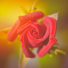 Fabulous rose in fabulous garden. Flowering rose close-up. Festive rose in the garden. Red rose in the sunlight. Beautiful red flower summer day.