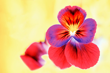Obraz na płótnie Canvas Love-in-idleness. Orange purple pansy flower close up. Blooming Pansy Flower.