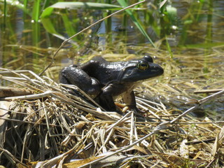 American Bullfrog