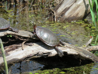 Obraz premium Midland Painted Turtle